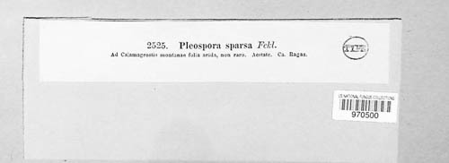 Phaeosphaeria sparsa image